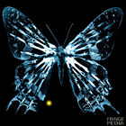borboleta Fringe borboleta Fringe