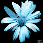 margarida Fringe margarida Fringe