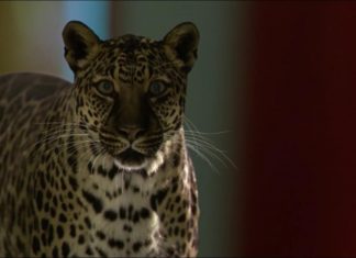 Zoo 1×11/12: Eats, Shoots and Leaves/Wild Things