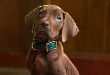 ‘Scooby-Doo: A Origem’: Netflix divulga versão live-action de Scooby-Doo