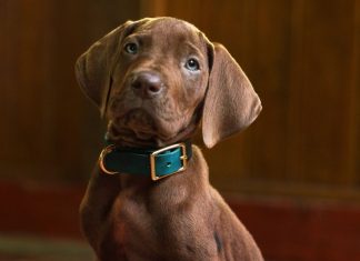 ‘Scooby-Doo: A Origem’: Netflix divulga versão live-action de Scooby-Doo